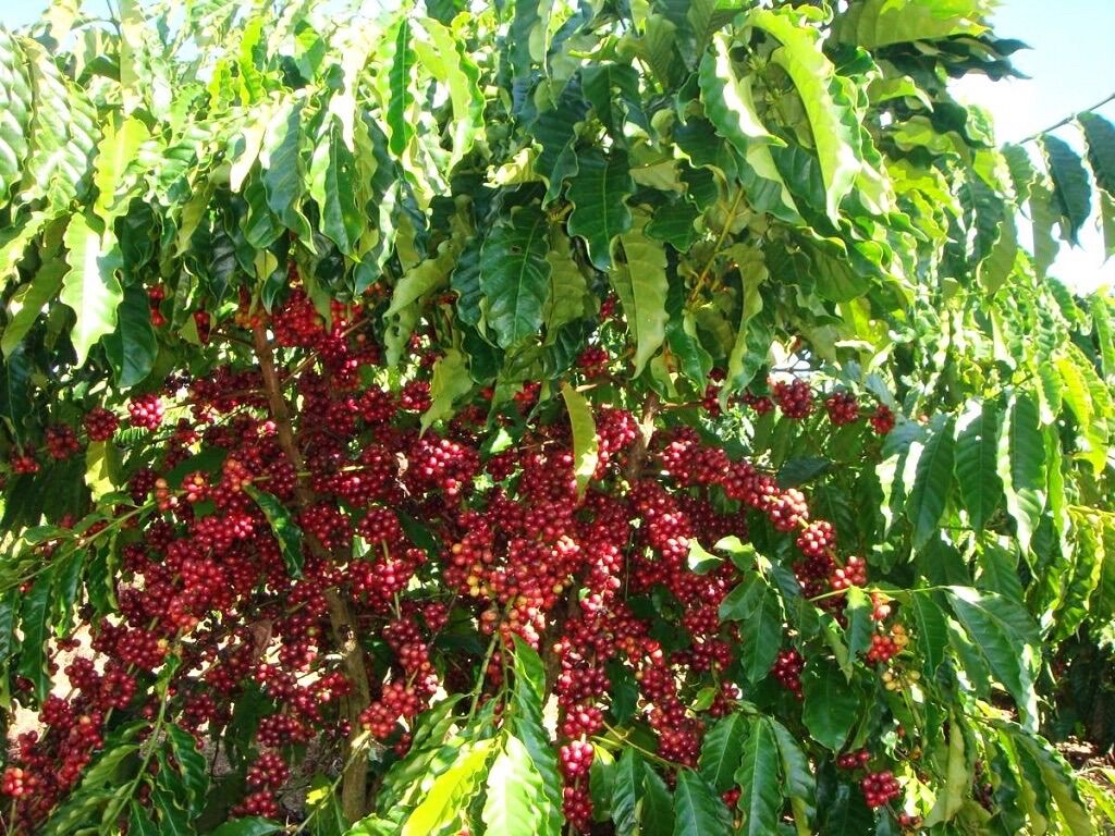 [1KG Bột Cà Phê Đaklak] Cà Phê Chồn Pha Phin -Loại Thượng Hạng -Thơm Ngon Trọn Vị[Khuyến Mãi Cực Sốc]