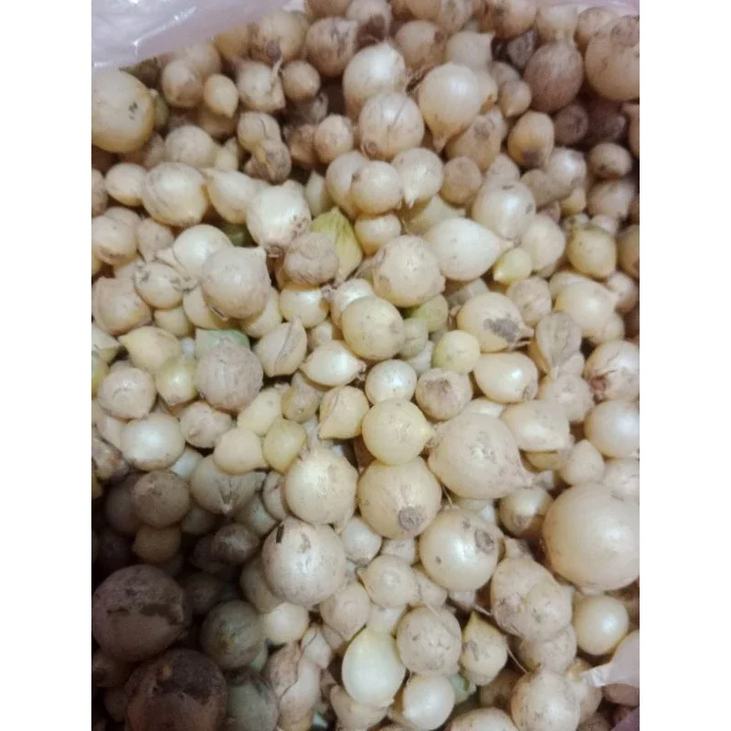hành tăm( củ nén) loại to đẹp 1kg