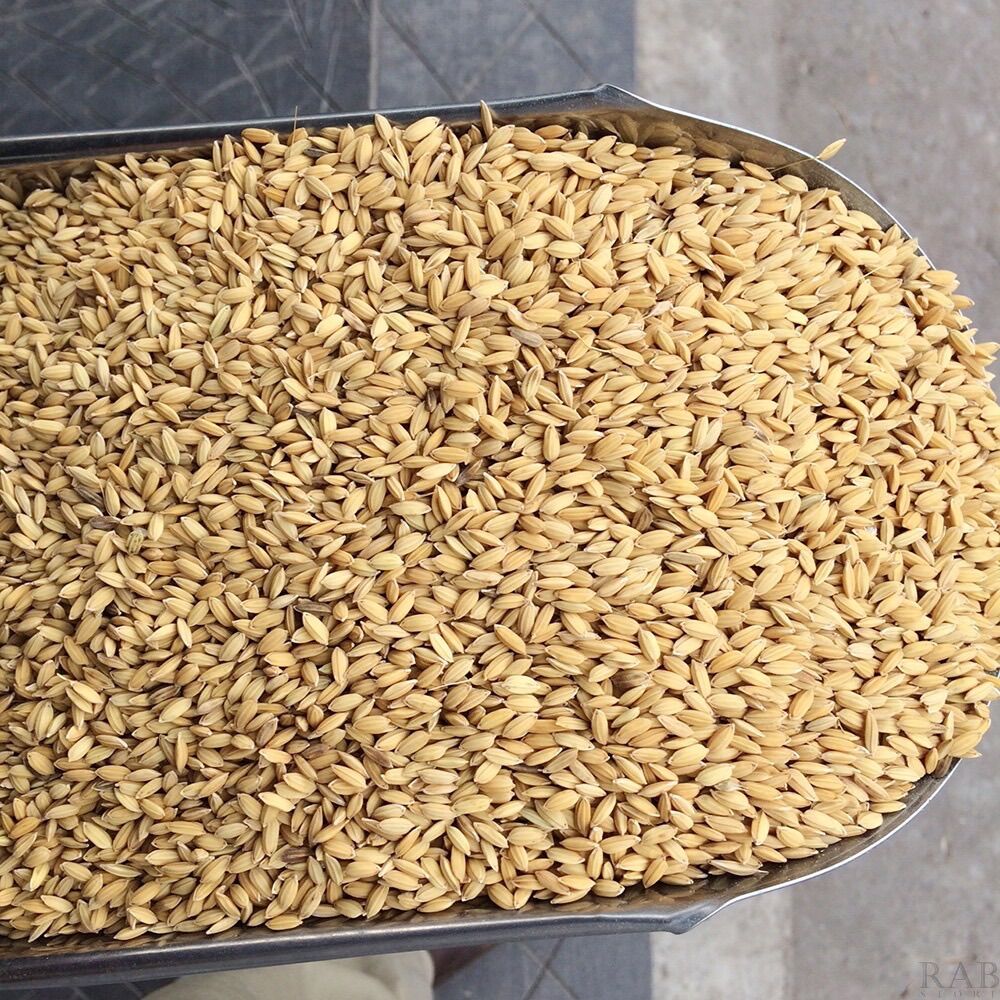 1kg Lúa cho chim kiểng, gà kiểng, gà đá chất lượng cao