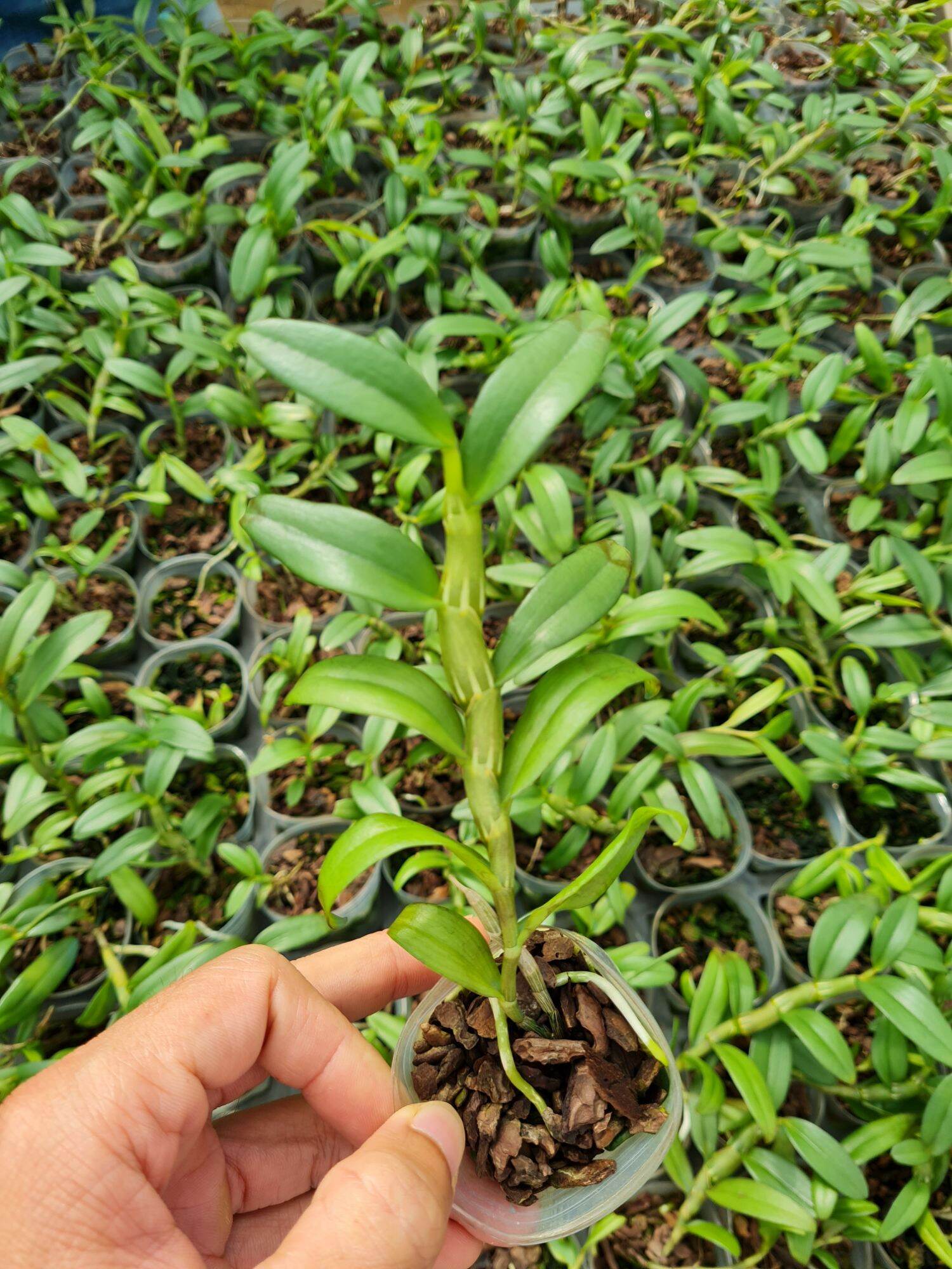 Cây giống lan giả hạc thân thủ lá mít