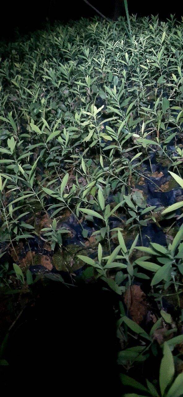 Cây giống Đàn Hương Ấn Độ