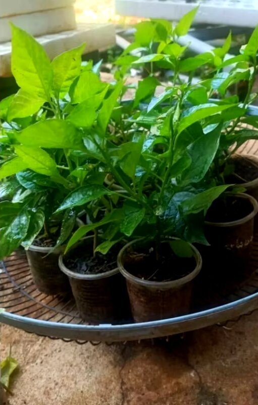 Combo 2 cây ớt Peru ĐỎ- VÀNG đang có hoa có quả ( chuẩn giống)