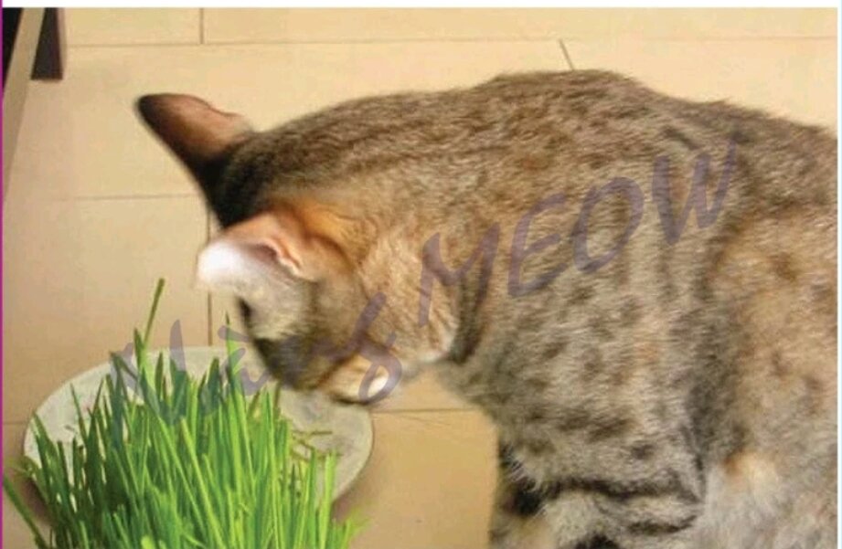 Cat Grass Seeds Eat Pepper to Grow Fluffy Fur