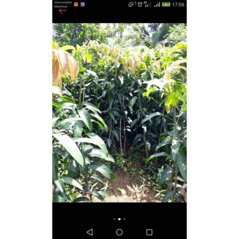 Cây giống Xoài Thái hạt lép