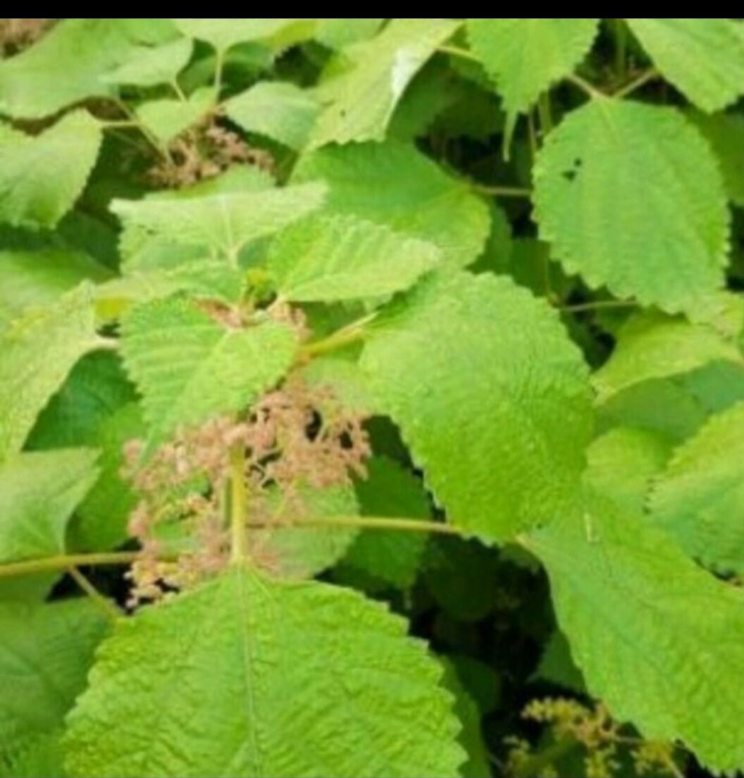 Lá Gai Nếp Làm Bánh Gai ( 1 ký)