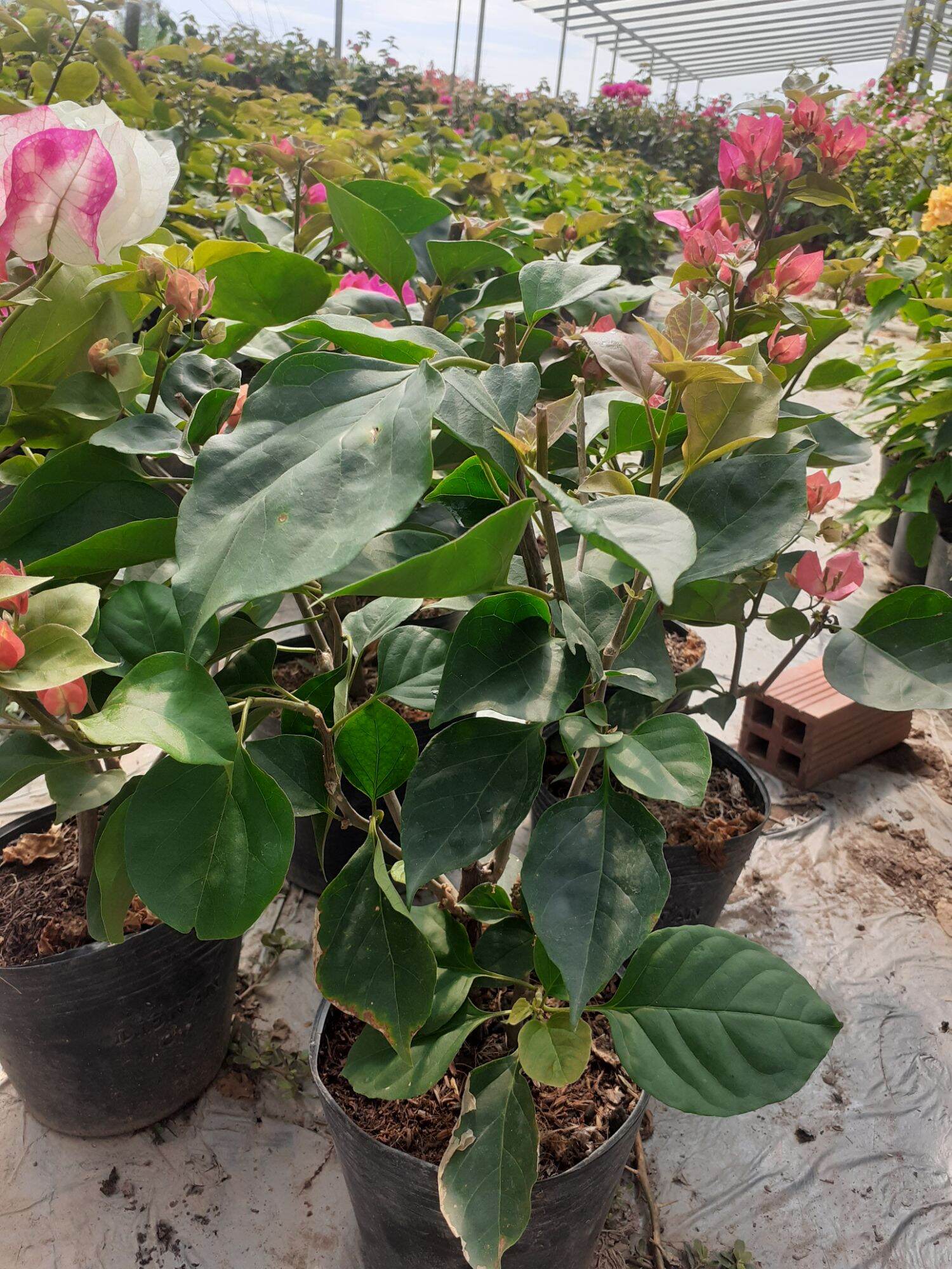 Hoa giấy Ấn Độ size nhỏ