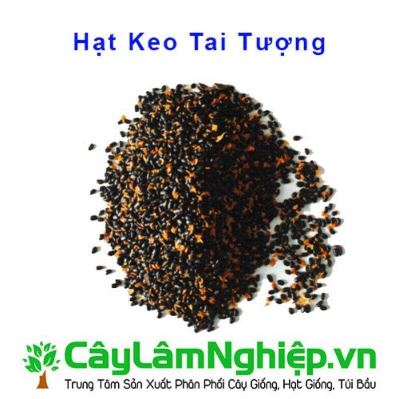 1 KG  HẠT GIỐNG KEO LAI ĐẸP TUYỂN CHỌN [ 100% hạt mới với Tỷ lệ nãy mầm cao. ] [Số hạt /1 kg khoảng  65.000 hạt] GHN