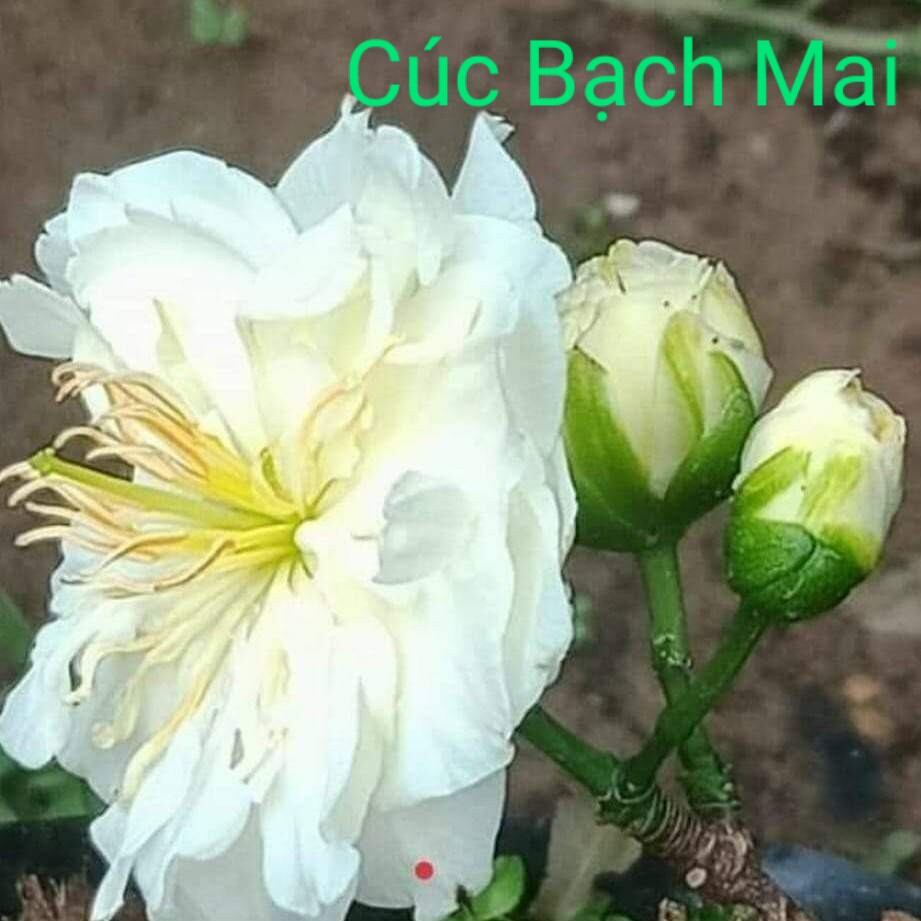 Cúc bạch mai