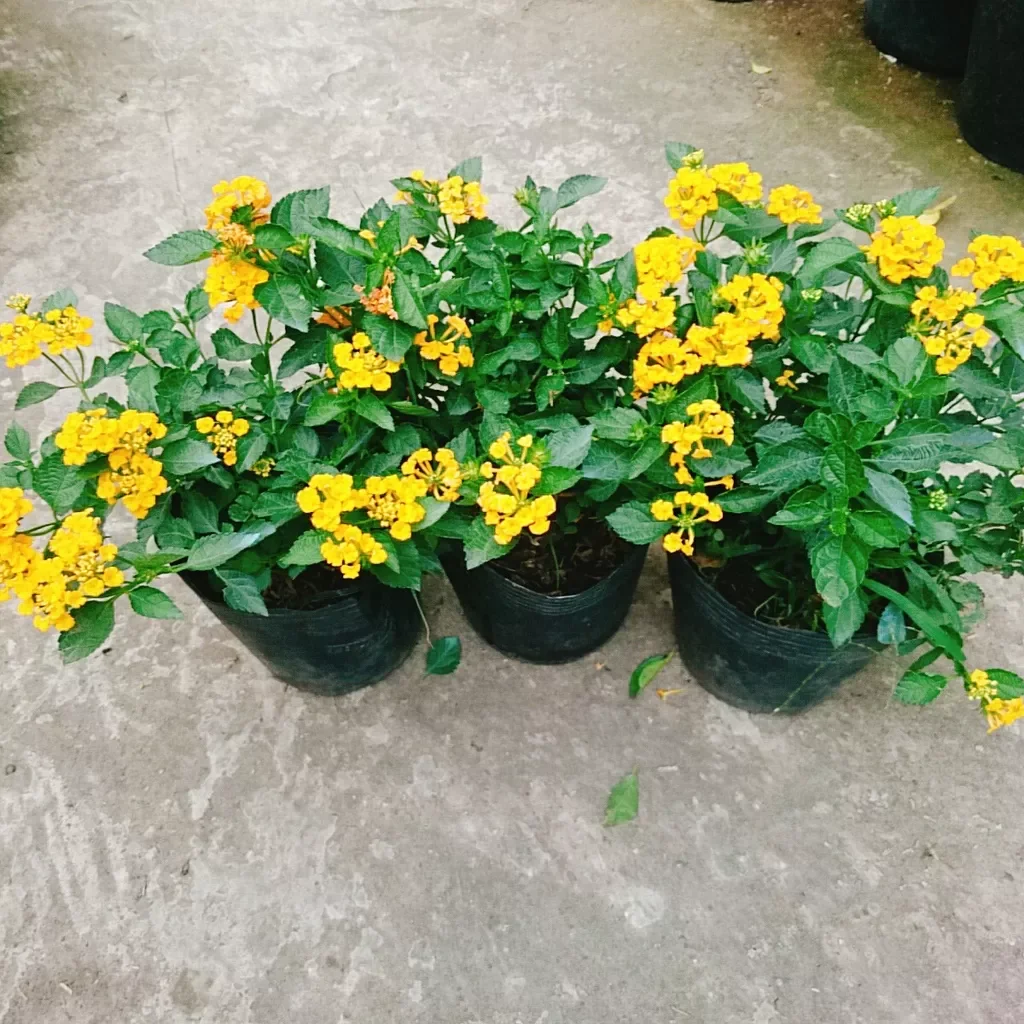 Hoa ngũ sắc vàng ( hoa trâm ổi)
