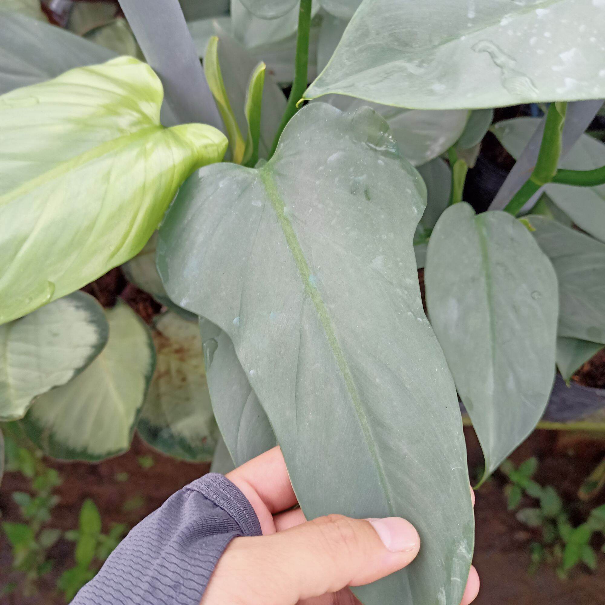 Cây trầu leo kiếm bạc - Philodendron hastatum