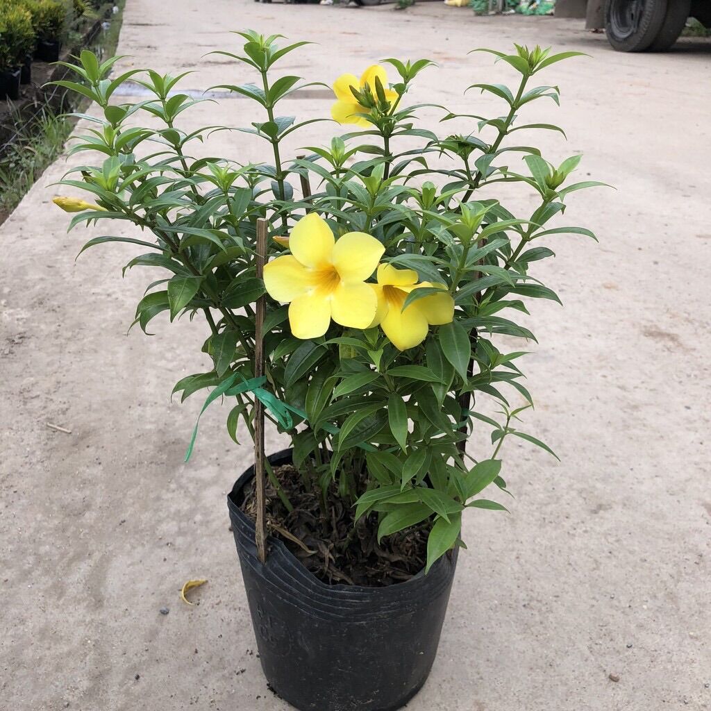 Cây Quỳnh anh vàng