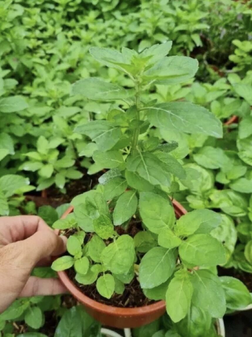 Chậu rau bạc hà Âu Basil mint