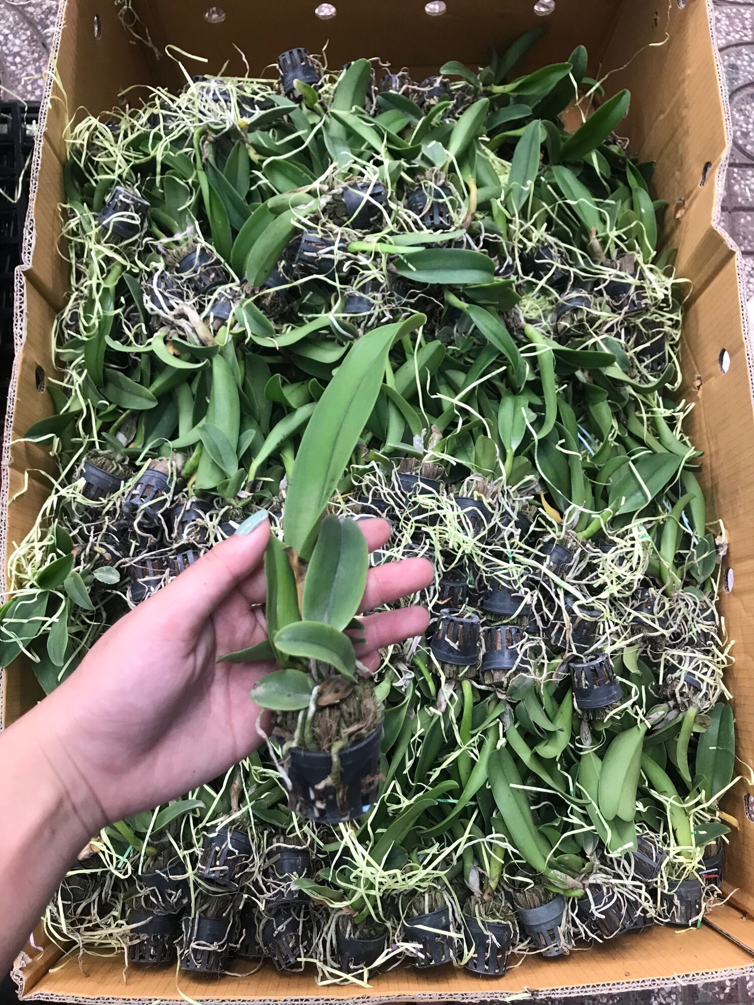 Lan Cattleya Cây Giống Nhiều Màu