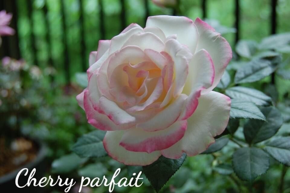Hoa hồng ngoại Cherry rose