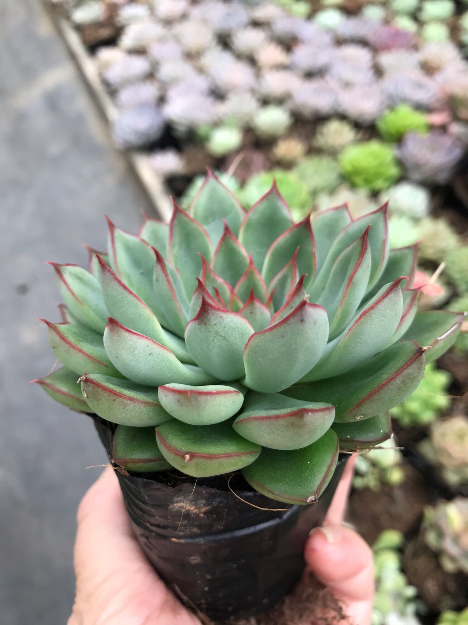 Sen đá viền hồng cute size bầu