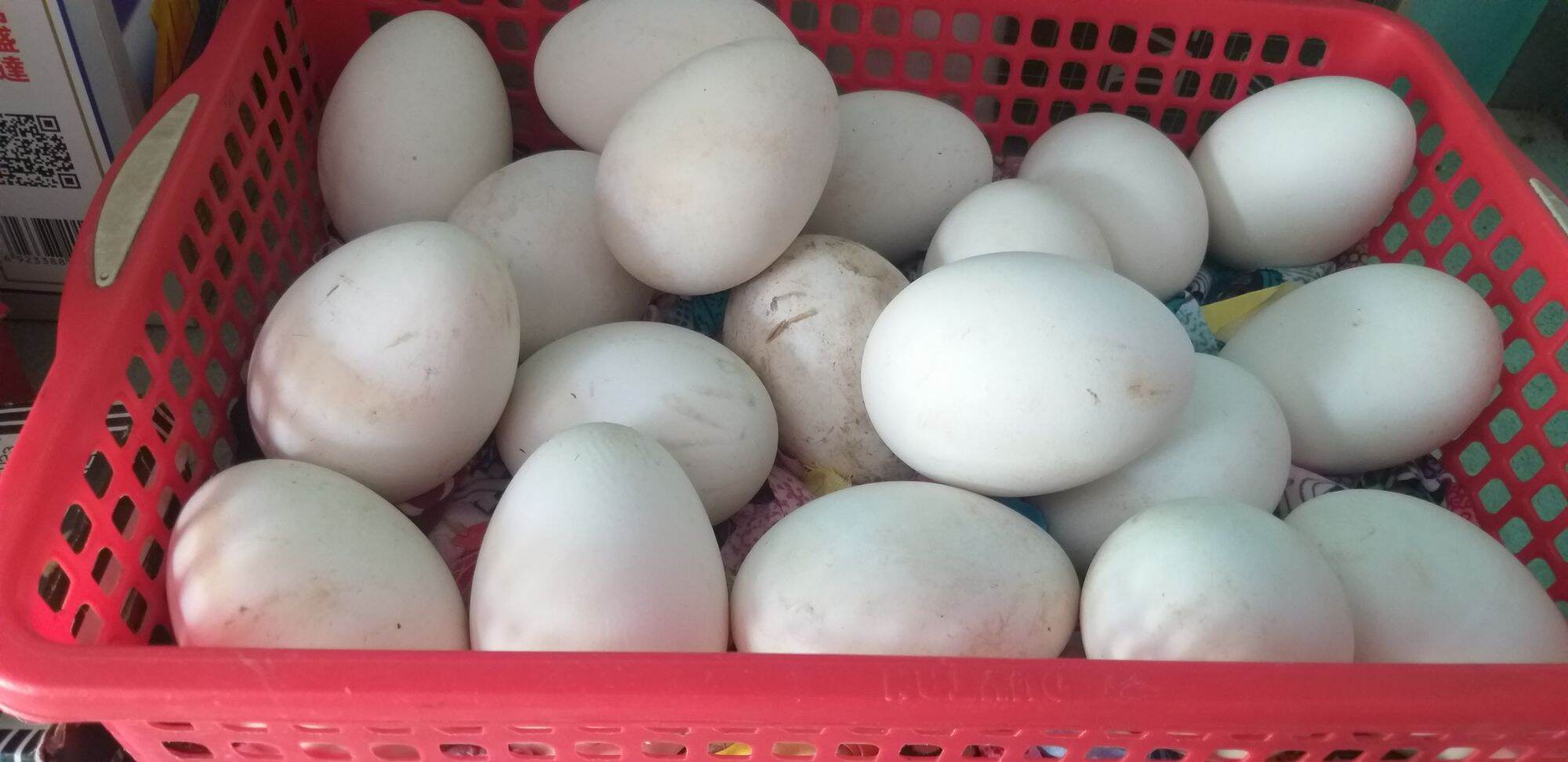 Trứng ngỗng vườn