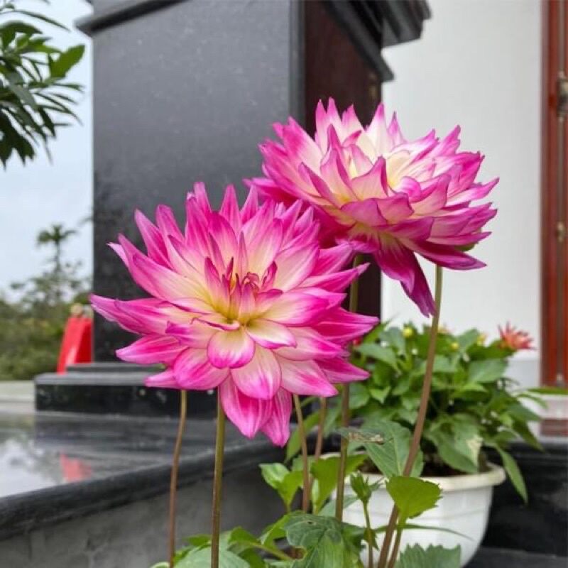 củ giống hoa THƯỢC DƯỢC  cánh sen(1 Củ)