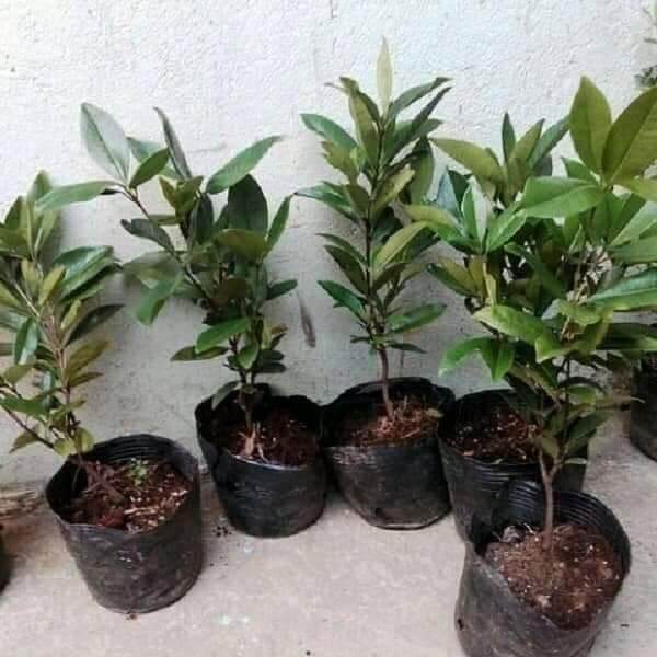 cây giống cherry siêu trái (siêu sớm)