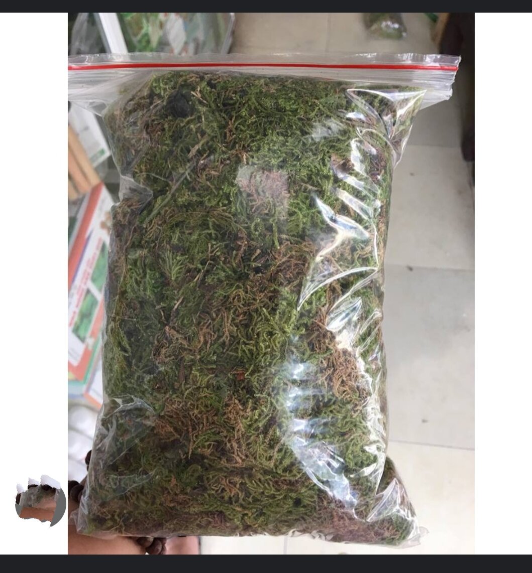 Rêu rừng khô (túi 100g rất nhiều)