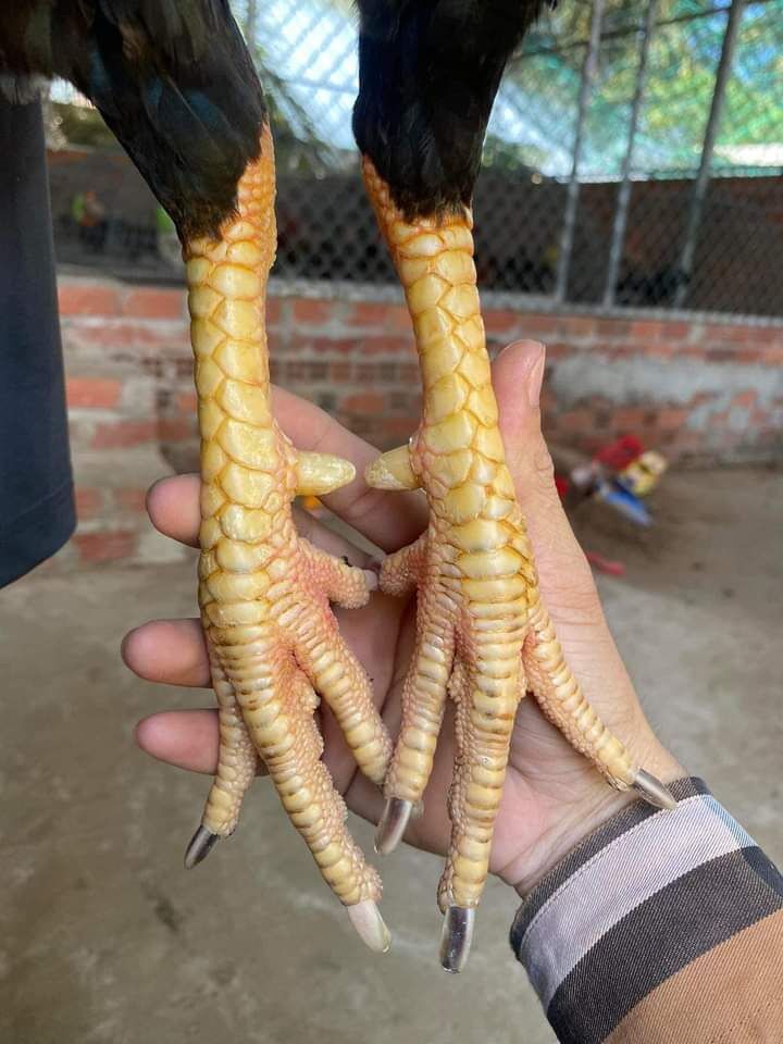 10 trứng gà ấp nở con giống