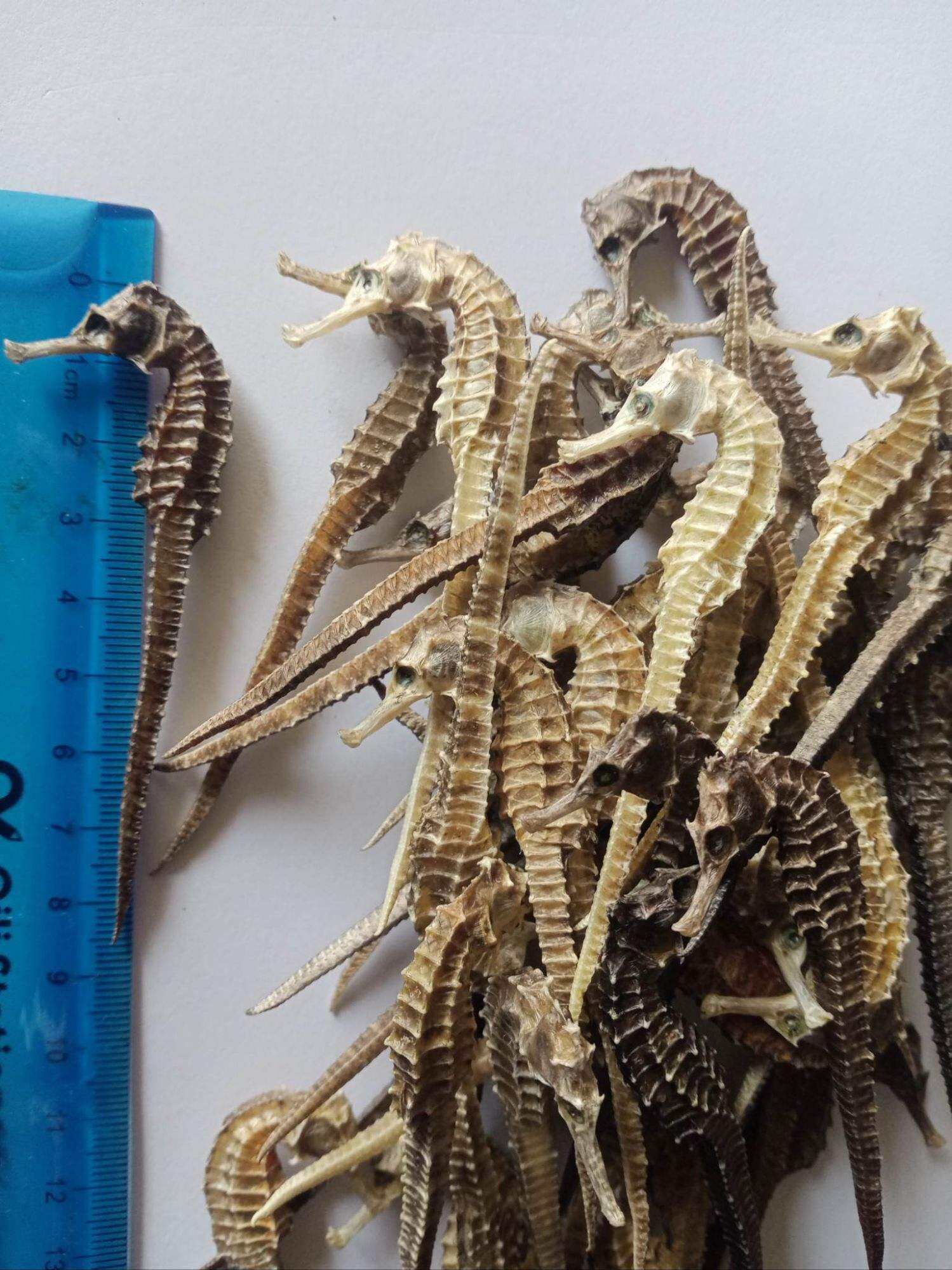10 cá ngựa khô 8,5cm