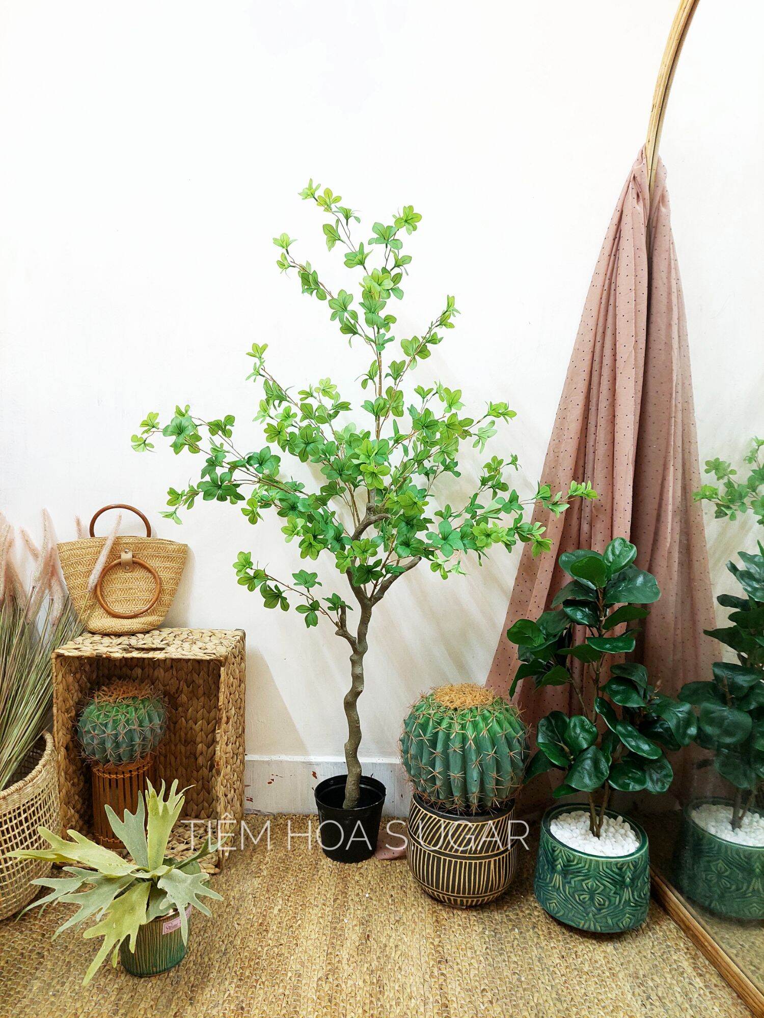 Cây thạch nam cao cấp decor home - tiệm hoa S.UGAR