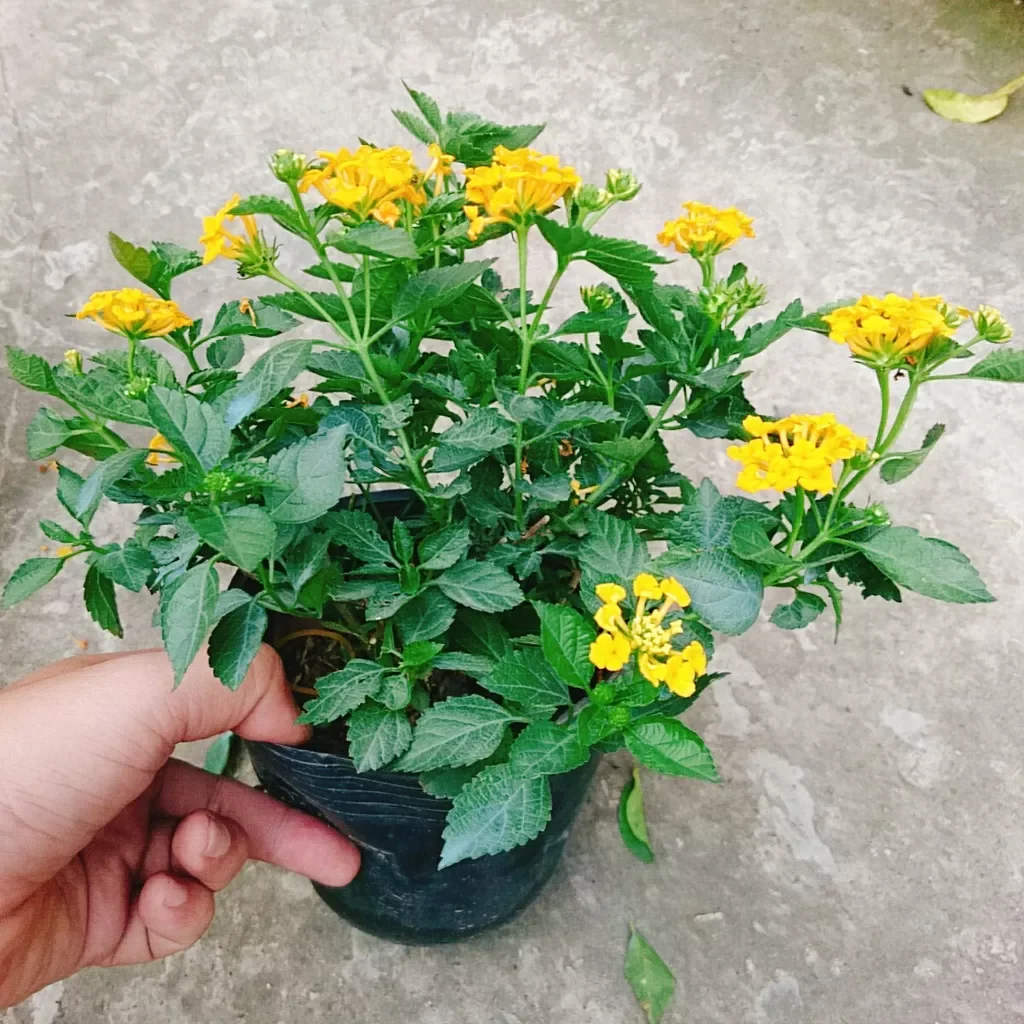 Hoa ngũ sắc vàng ( hoa trâm ổi)