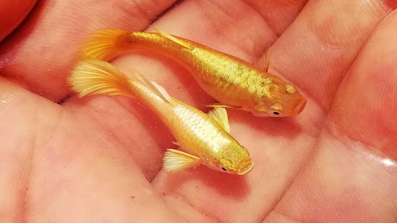 Combo 2 cặp 4 con bảy màu Full Gold size sinh sản cực đẹp. Hoàn tiền nếu