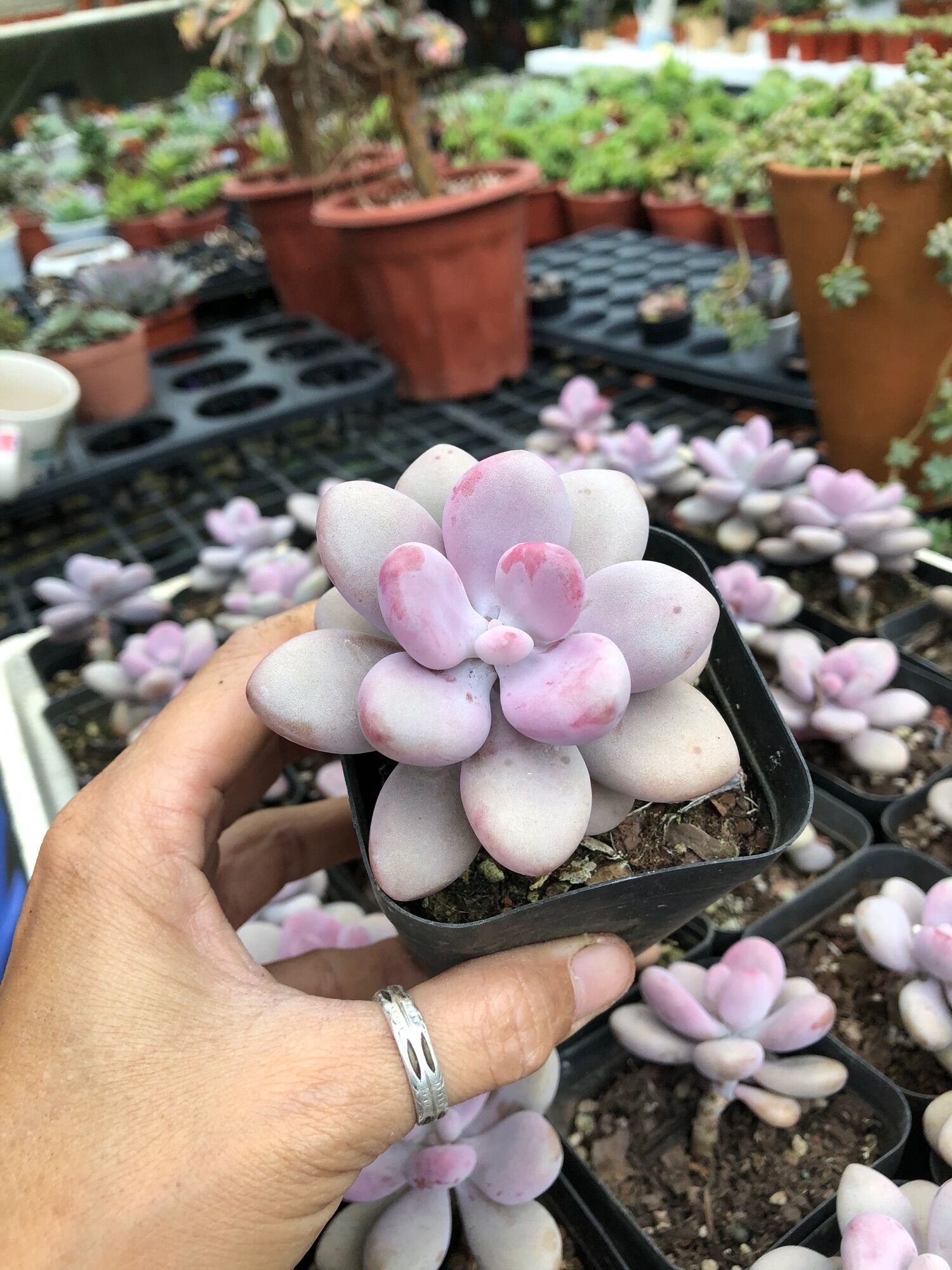 Sen đá Sỏi Hồng 6-7cm