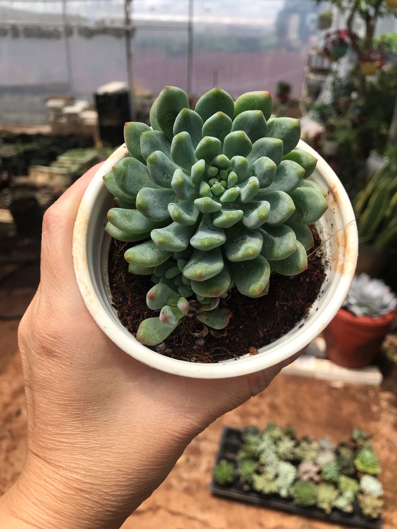 Sen đá thược dược giống mới cute size trung