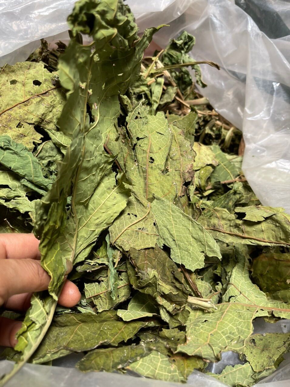 Lá hoa đu đủ đực sấy khô túi 500g