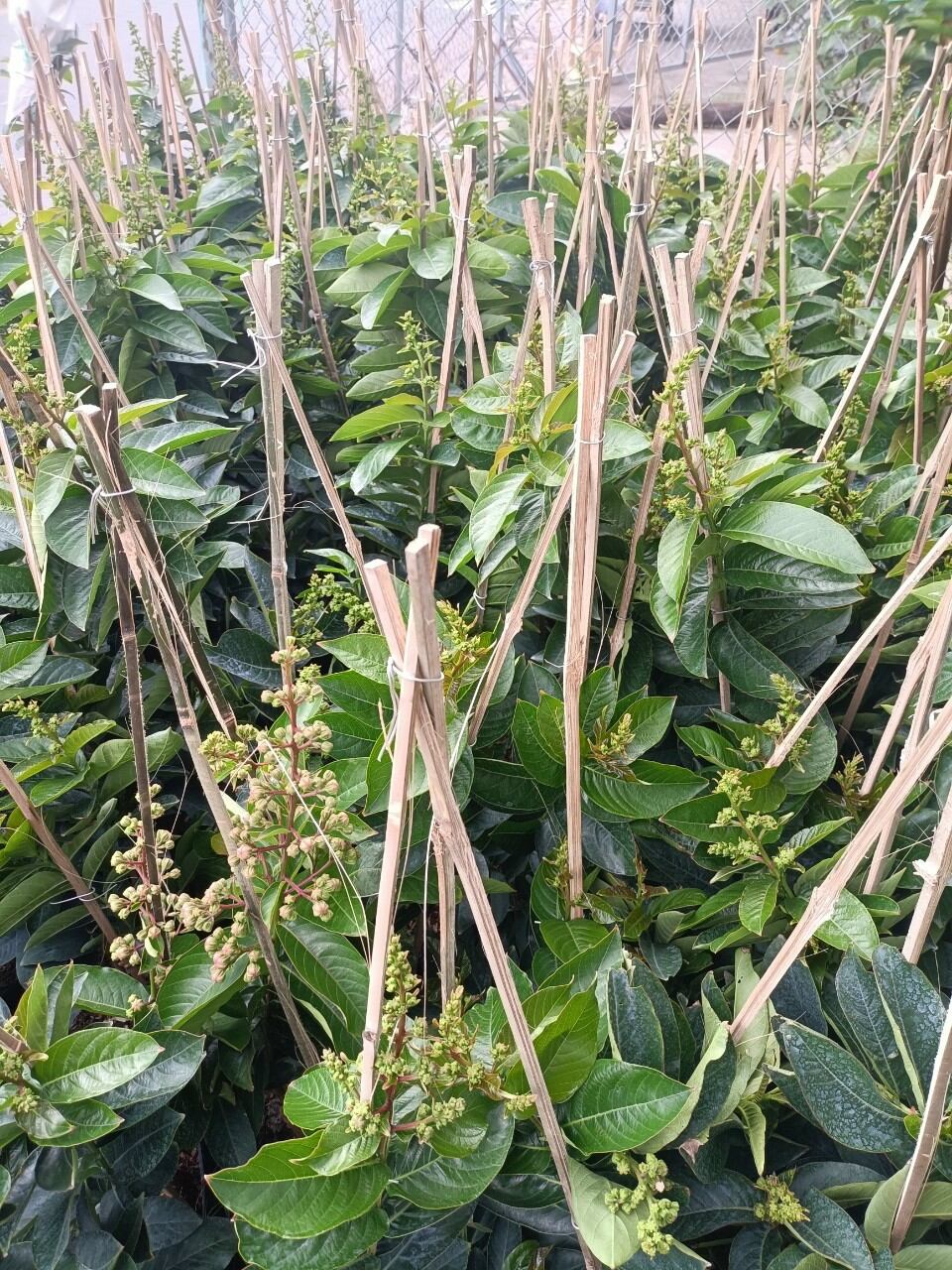 cây bằng lăng thái đang bông