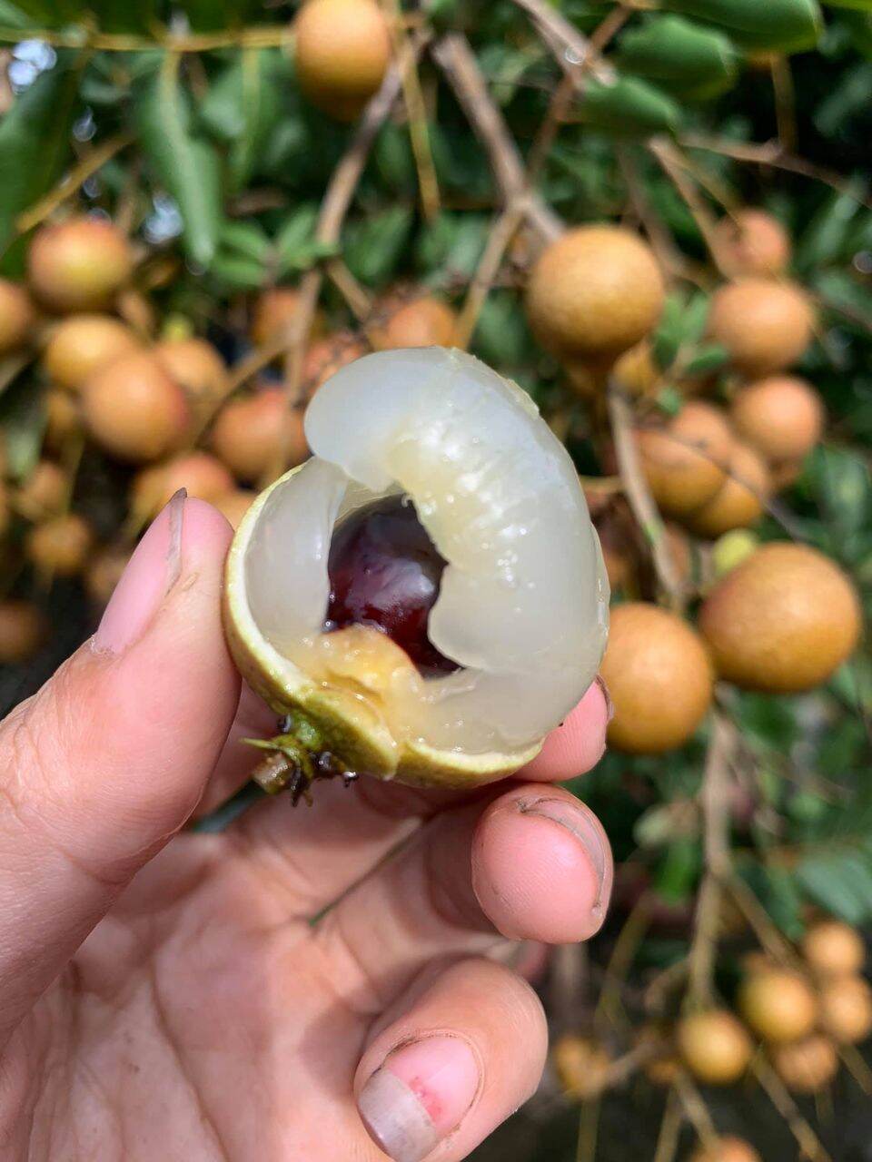 CÂY GIỐNG NHÃN XUỒNG CƠM VÀNG ( HÀNG CHUẨN GIỐNG )