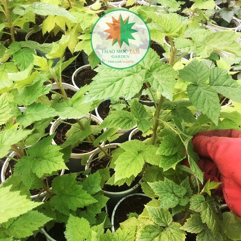 Cây Phúc Bồn Tử đỏ, cây lớn (Raspberry) – Cây mâm xôi quả đỏ, cây ăn trái trồng chậu và sân vườn