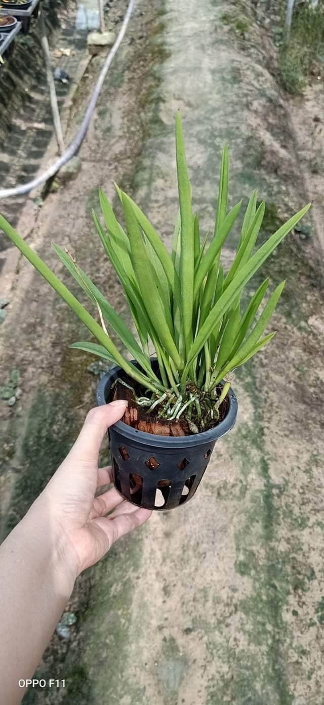 Lan Brass hoa vàng trưởng thành đang nụ