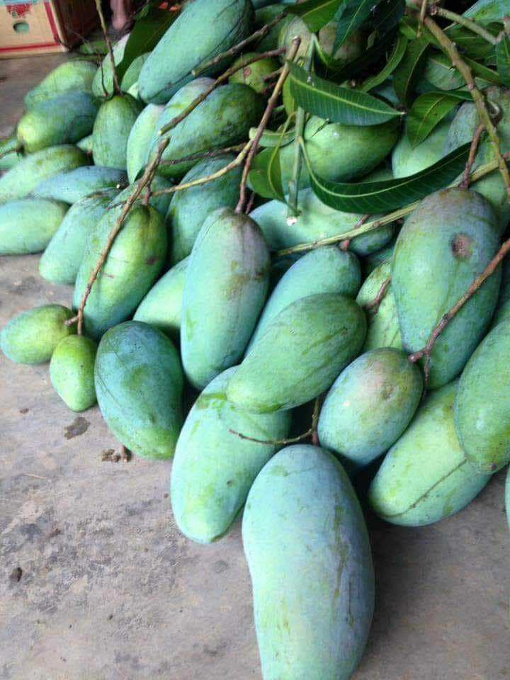 CÂY XOÀI ĐÀI LOAN