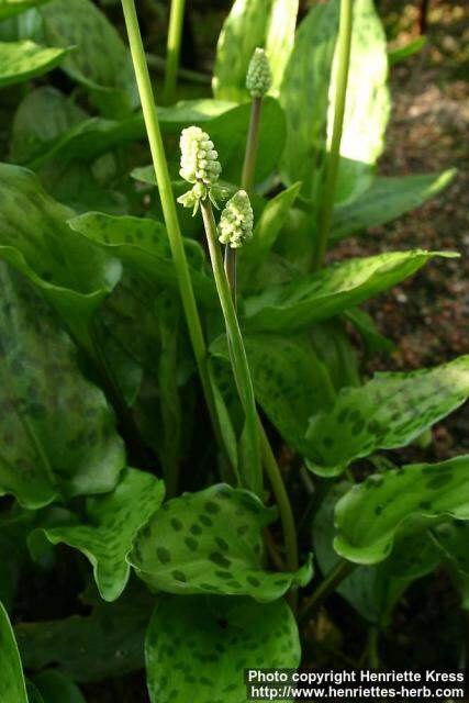 Cây Long Môn Phụng Drimiopsis maculata/ Ledebouria petiolata/Drimiopsis kirkii/ African Hosta