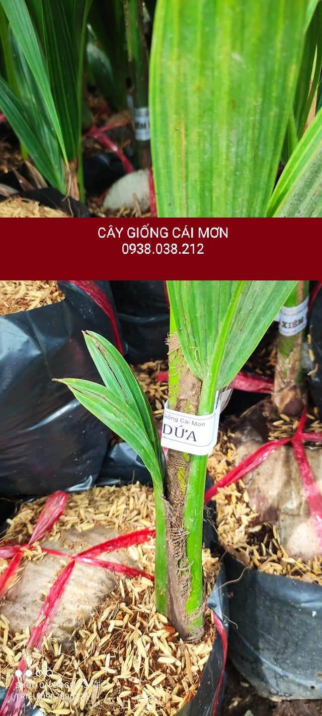 CÂY GIỐNG DỪA XIÊM DỨA THÁI LAN CHUẨN GIỐNG