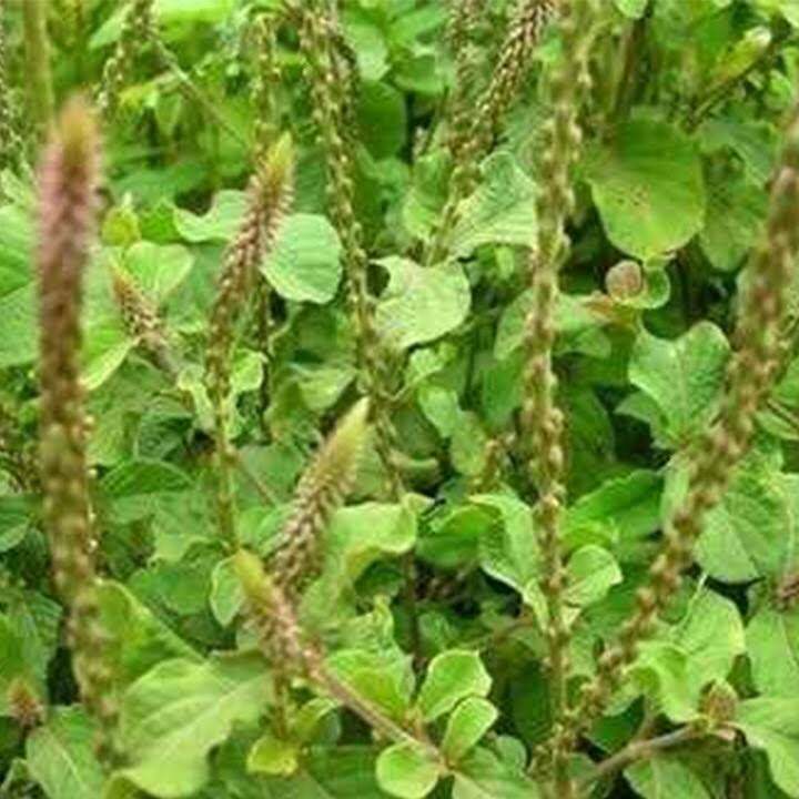 Cây cỏ xước khô - 1kg
