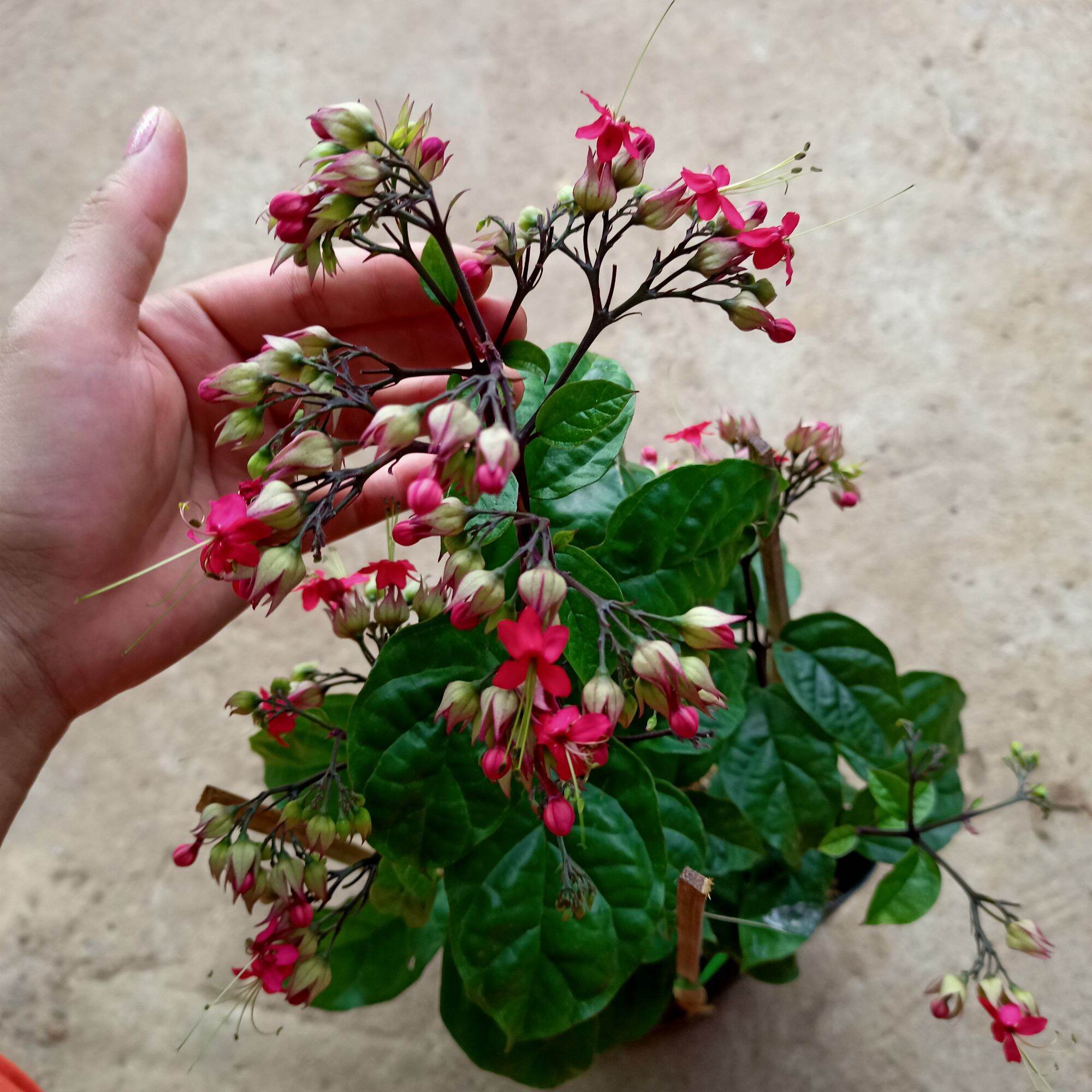 Chậu cây ngọc nữ hoa đỏ