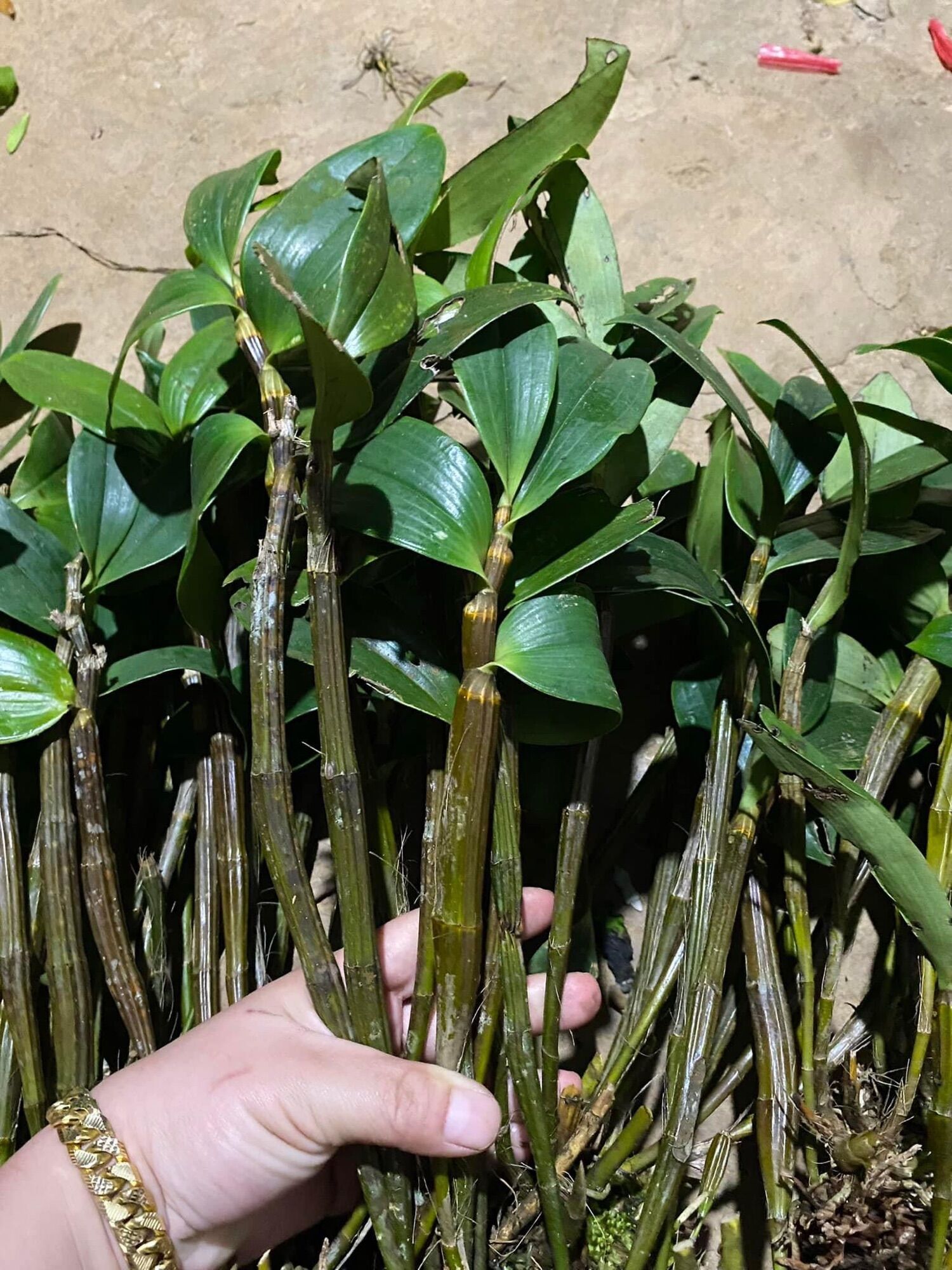Hoa Lan đột biến kiểu tím (1 thân)