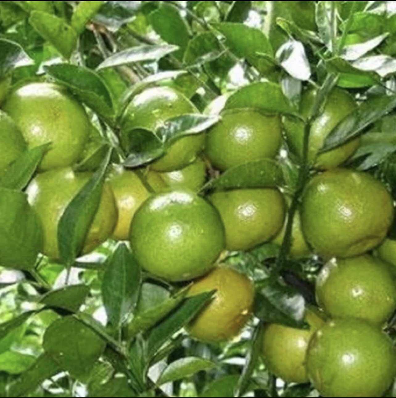 Cây giống chanh tứ quý (1bầu cây 35cm)