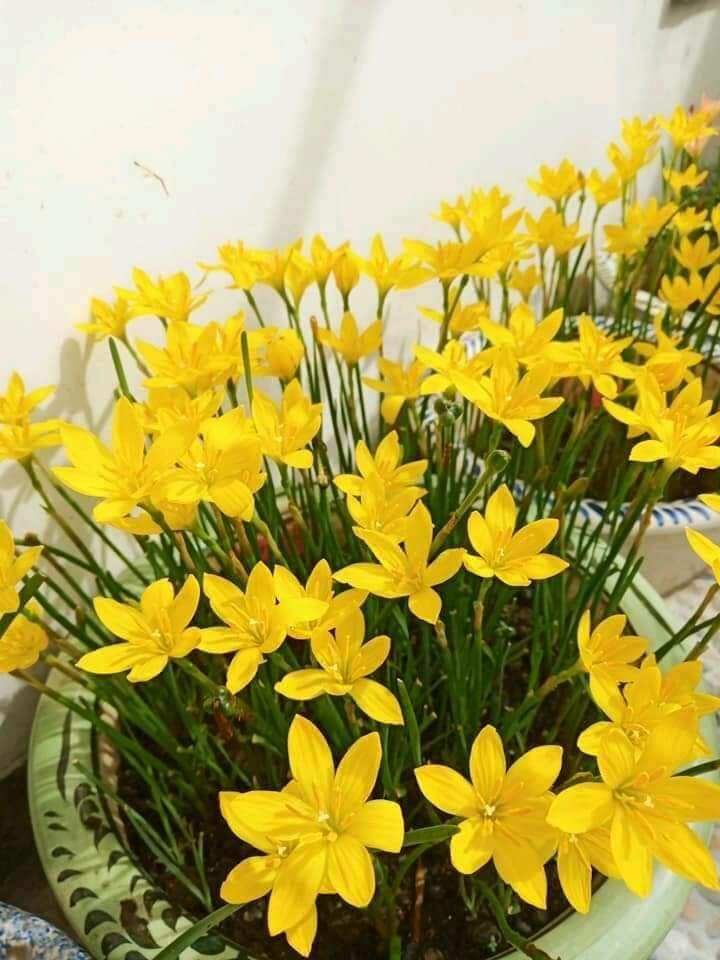 Củ huệ mưa vàng Citrina (củ mẹ to trồng có hoa nhanh)