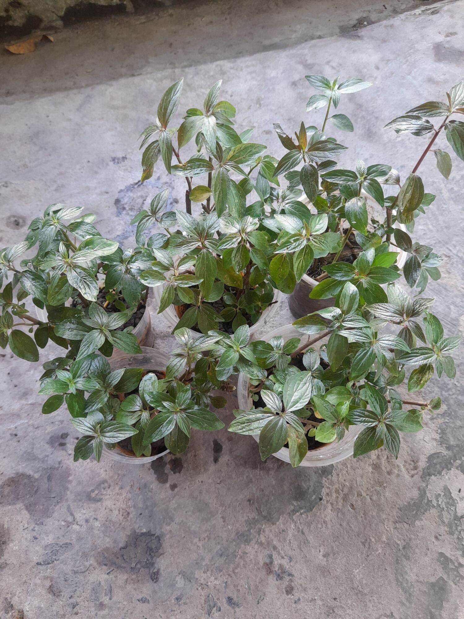 cây thuốc dòi (bọ mắm). bầu 8- 10 cây