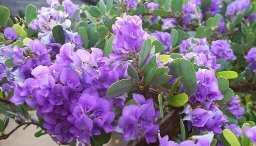 Cây giống linh sam siêu bông