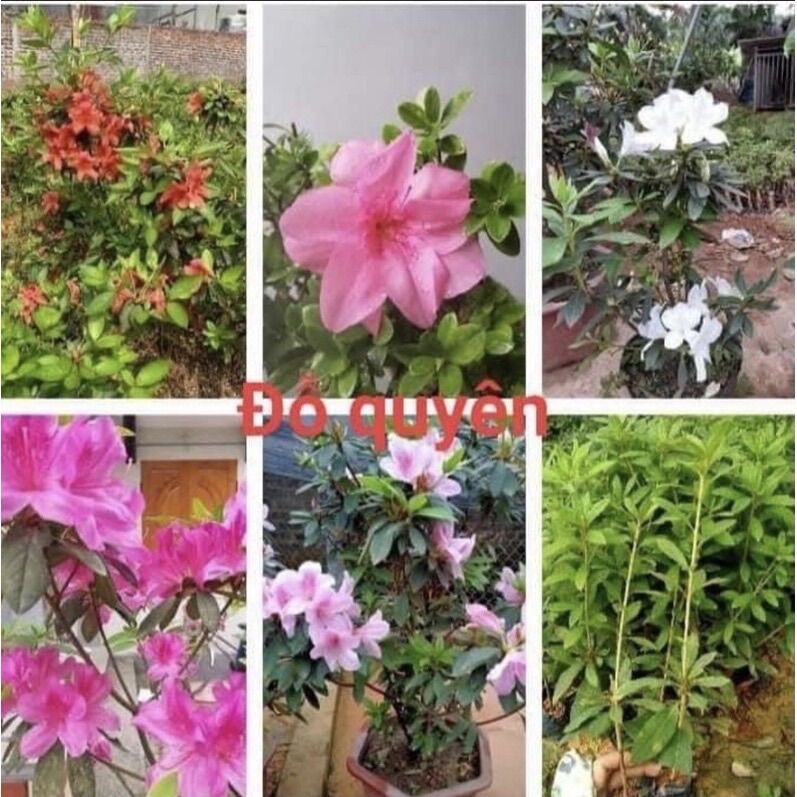 Cây giống hoa đỗ quyên (1 bầu)