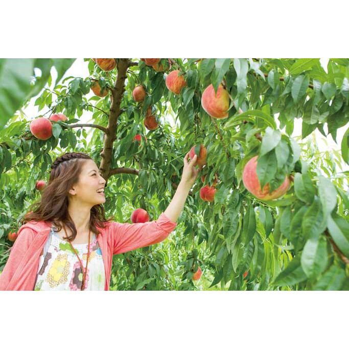 Cây đào tiên nhật đới nhật bản