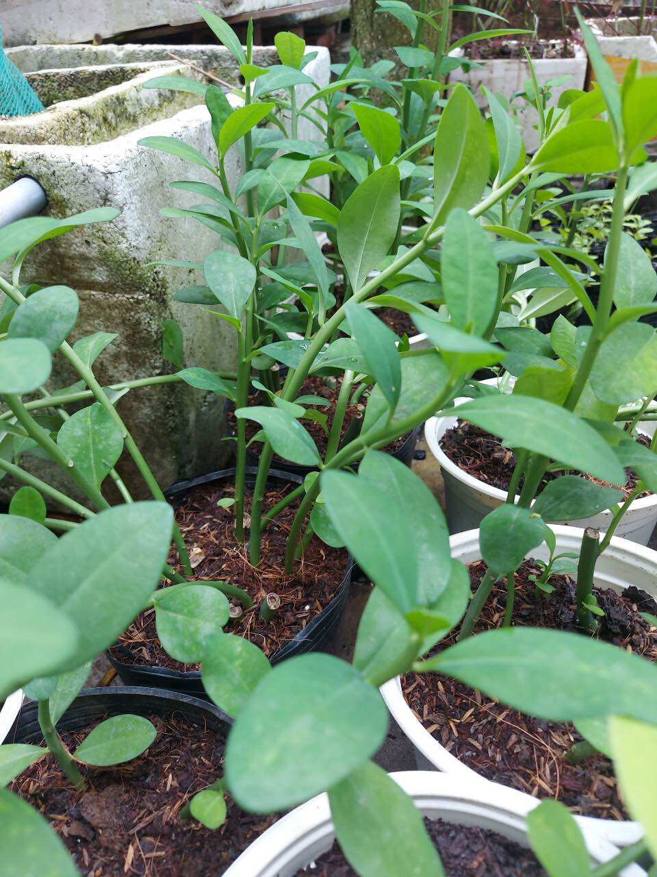 Cây Thạch Anh ( chậu 2 cây)