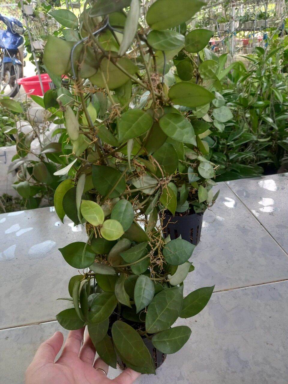 Cẩm cù gà lai chậu lớn sắp hoa