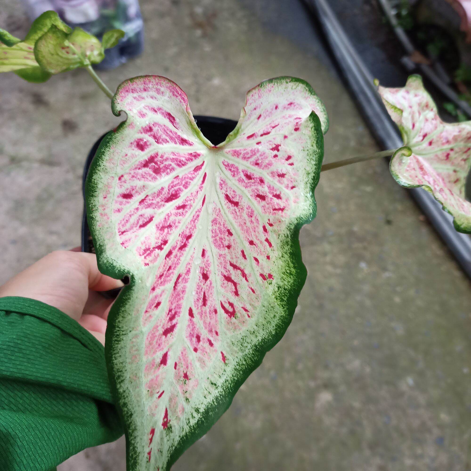 Cây môn dưa hấu - watermelon caladium